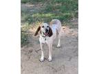 Adopt Martha a White English (Redtick) Coonhound / Mixed dog in TULSA