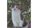 Adopt Rainbow a Calico or Dilute Calico Domestic Shorthair (short coat) cat in
