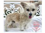 Adopt COH Malibu a White Terrier (Unknown Type, Small) / Mixed dog in Inglewood