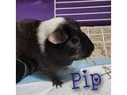 Adopt SUA a Guinea Pig