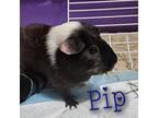 Adopt PIP a Guinea Pig