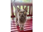 Adopt Grey Goose (Cat Cafe) a Gray or Blue Domestic Shorthair / Domestic