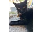 Adopt Nora a All Black Domestic Shorthair (short coat) cat in San Francisco
