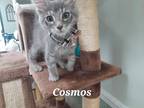 Adopt Cosmos a Domestic Shorthair / Mixed (short coat) cat in Rome