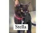 Adopt Stella a Domestic Shorthair / Mixed (short coat) cat in Rome