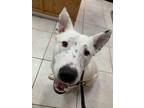 Adopt Finn a White - with Gray or Silver Mixed Breed (Medium) / Mixed Breed