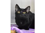 Adopt Bandit a All Black Domestic Shorthair (short coat) cat in Dublin