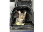 Adopt Winston (Gray Tabby) and Penn (Black Tabby) Bonded a Gray