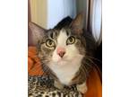 Adopt Jupiter a Domestic Short Hair