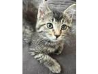 Adopt Lightning McQueen a Brown Tabby Domestic Shorthair (short coat) cat in