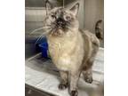 Adopt Luna a Tan or Fawn Tabby Siamese (short coat) cat in New York