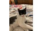 Adopt Daisy a Black & White or Tuxedo Domestic Shorthair (short coat) cat in San