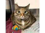 Adopt Jazz a Domestic Short Hair