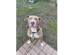 Adopt Xena a Pit Bull Terrier, Mixed Breed