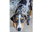 Adopt Ace a Merle Catahoula Leopard Dog / Mixed dog in Goodlettsville