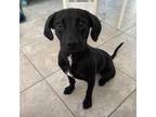 Adopt Mylo a Black Labrador Retriever / Mixed dog in Maricopa, AZ (38943800)