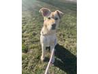 Adopt Heddy a German Shepherd Dog