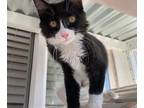 Adopt Felix a Black & White or Tuxedo Domestic Mediumhair (medium coat) cat in