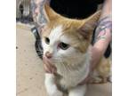 Adopt Honeydew a Domestic Short Hair