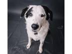 Adopt Maverick Nottingham HTX a White Great Pyrenees / Border Collie dog in