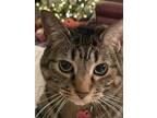 Adopt Noel a Tan or Fawn Tabby Domestic Mediumhair / Mixed (medium coat) cat in