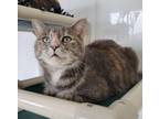 Adopt Chloe a Dilute Tortoiseshell