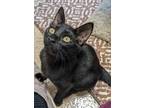 Adopt Pumpkin a All Black Domestic Shorthair / Domestic Shorthair / Mixed cat in