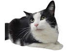 Adopt Leema a Domestic Short Hair