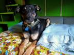 Adopt Zorro a Black Mixed Breed (Medium) / Mixed dog in Farmington