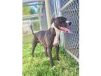 Adopt Titus a Black American Pit Bull Terrier / Mixed dog in Grove