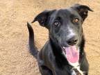 Adopt Aseni a Black Mixed Breed (Large) / Mixed dog in Georgetown, TX (36615930)