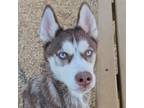 Adopt Jewels a Husky / Mixed dog in Philadelphia, PA (38808799)