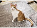 Adopt Pancetta a Orange or Red Domestic Shorthair / Domestic Shorthair / Mixed