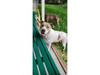 Adopt Harley a White - with Brown or Chocolate American Pit Bull Terrier / Mixed