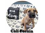 Adopt Cali Fornia a Tan/Yellow/Fawn German Shepherd Dog / Mixed dog in Sullivan