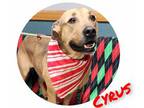 Adopt Cyrus a Tan/Yellow/Fawn Mixed Breed (Large) / Mixed dog in Sullivan