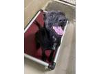 Adopt Ferb a Black Mixed Breed (Medium) / Mixed dog in Sullivan, IN (38879750)