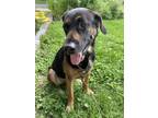 Adopt Merrick a Black - with Tan, Yellow or Fawn German Shepherd Dog / Hound