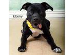 Adopt Ebony a Boxer