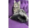 Adopt Dior a Brown Tabby Domestic Longhair (long coat) cat in Dallas