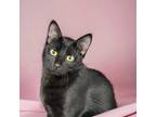 Adopt Chanel a Domestic Shorthair (short coat) cat in Dallas, TX (38939846)