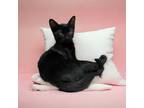 Adopt Prada a Domestic Shorthair (short coat) cat in Dallas, TX (38939844)