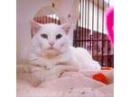 Adopt Snowy a Domestic Short Hair