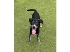 Adopt Chips a Black German Shepherd Dog / Mixed dog in Hutchinson, KS (38916341)