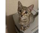 Adopt Tiger (1) a White Domestic Shorthair / Mixed cat in Chatsworth