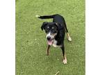 Adopt Salsa a Black German Shepherd Dog / Mixed dog in Hutchinson, KS (38916340)