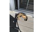 Adopt Kent a Brown Tabby American Shorthair / Mixed (short coat) cat in Highland
