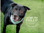 Adopt Phillip a Black Chow Chow / Labrador Retriever / Mixed dog in Kansas City