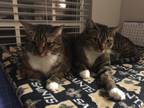 Adopt Molly and Mabel a Brown Tabby Tabby / Mixed (medium coat) cat in Orlando