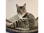 Adopt Scarlett a White Domestic Shorthair / Domestic Shorthair / Mixed cat in
